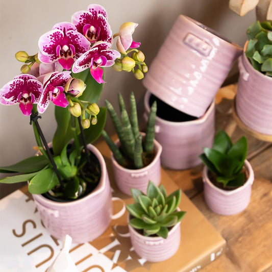 Luisa (Phalaenopsis El Salvador)