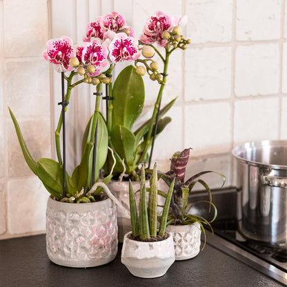 Luisa (Phalaenopsis El Salvador)