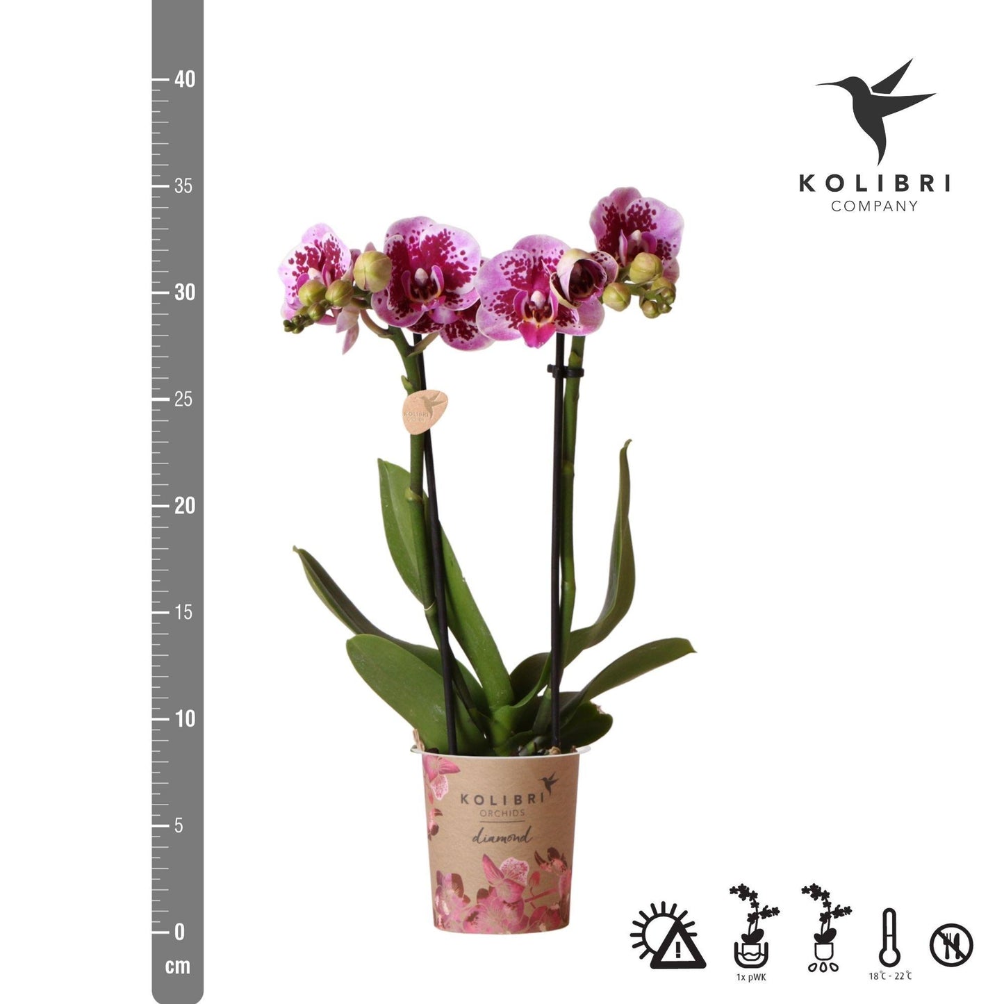 Luisa (Phalaenopsis El Salvador)