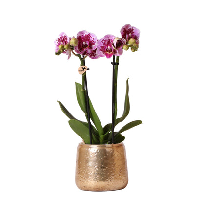 Luisa mit Topf Luxus gold