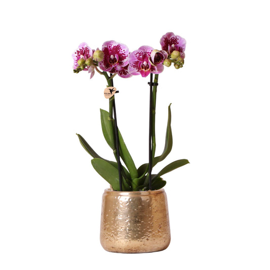 Luisa mit Topf Luxus gold