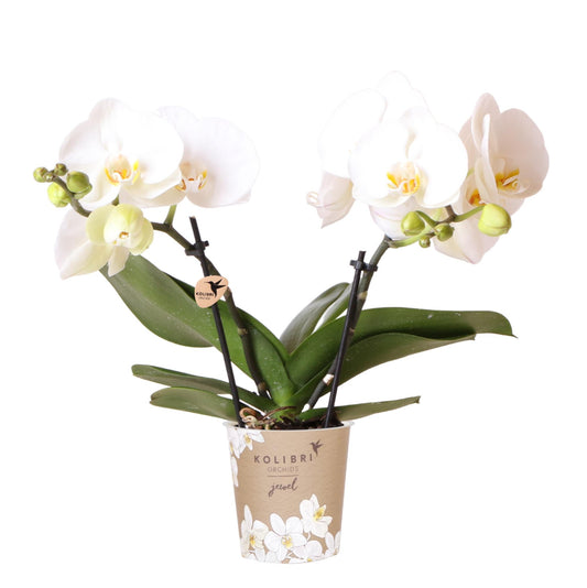 Malu (Phalaenopsis Grönland)
