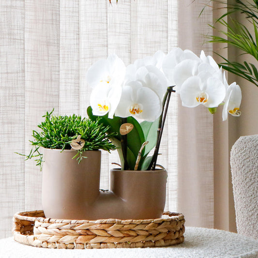 Malu (Phalaenopsis Grönland)