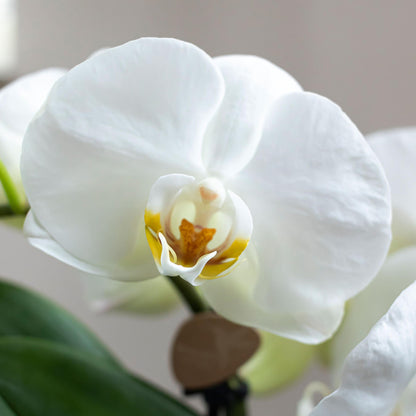 Malu (Phalaenopsis Grönland)