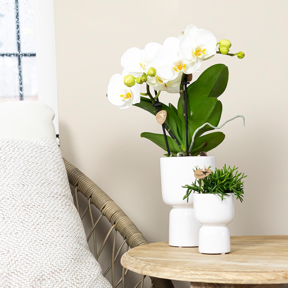Malu (Phalaenopsis Grönland)