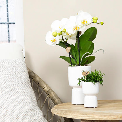 Malu (Phalaenopsis Grönland)