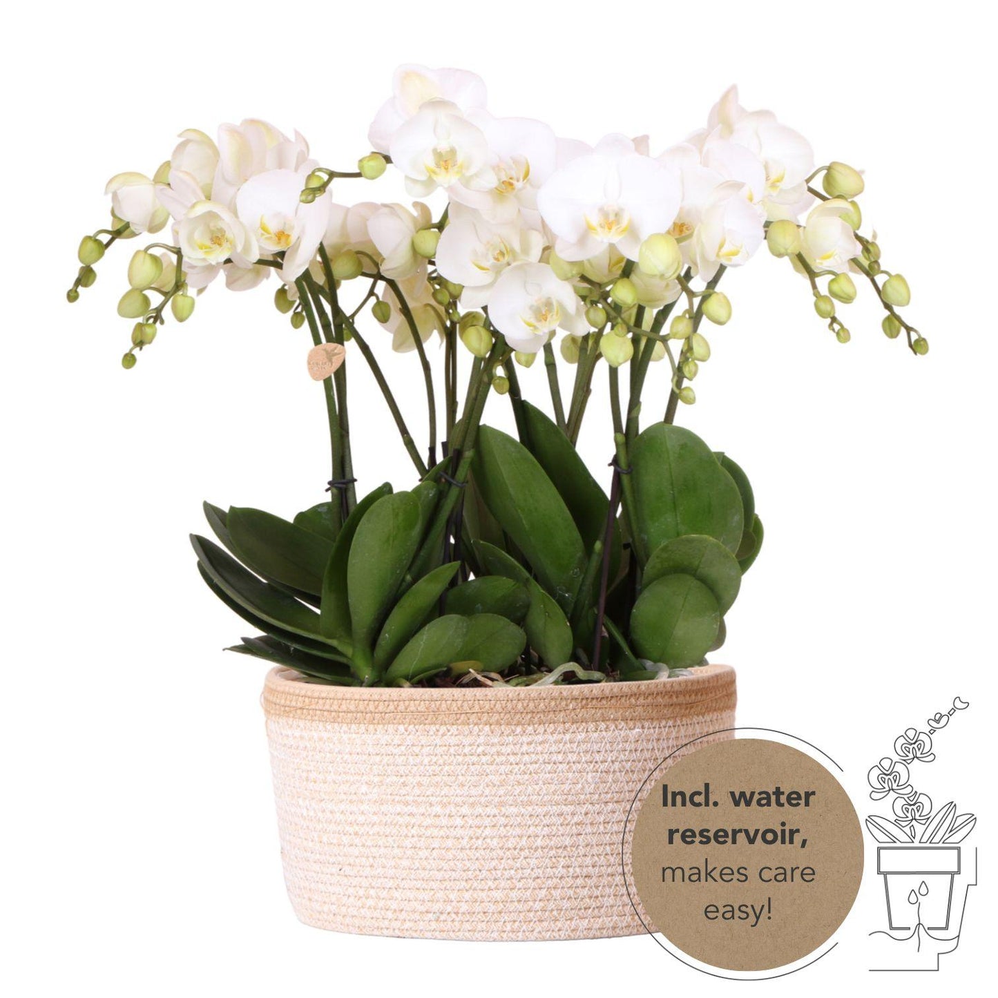 Bouquet Fien