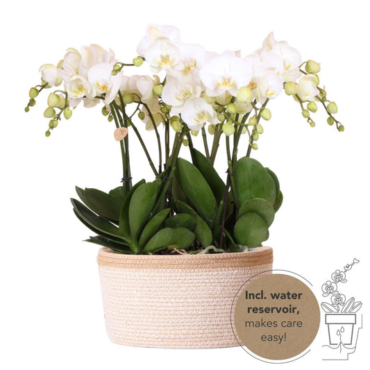 Bouquet Fien