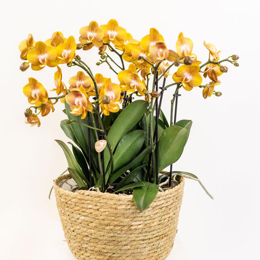 Bouquet Aurelia