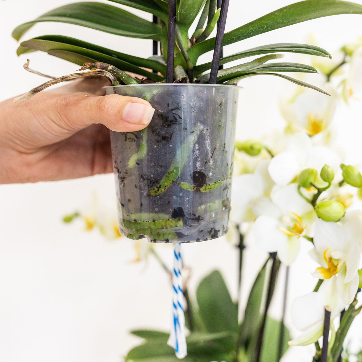Bouquet Aurelia