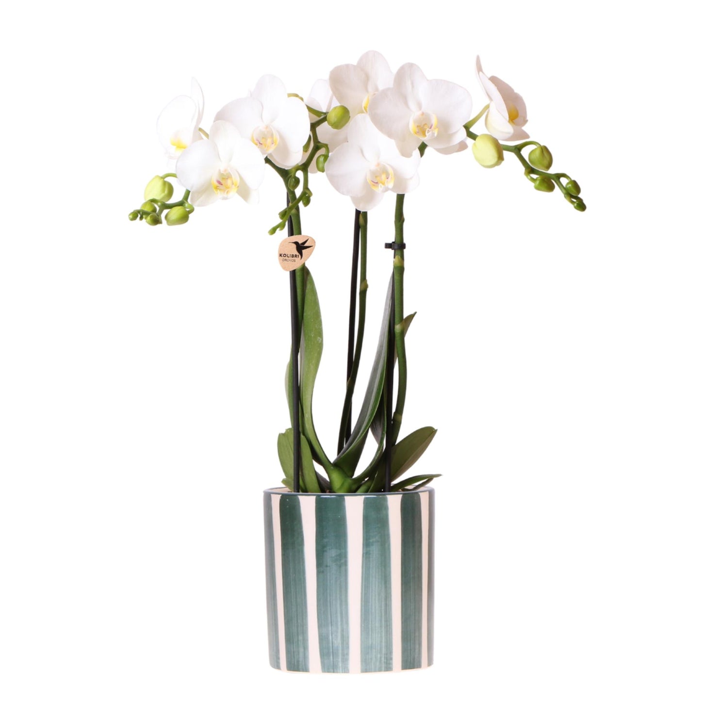 Blanca mit gestreiftem Topf