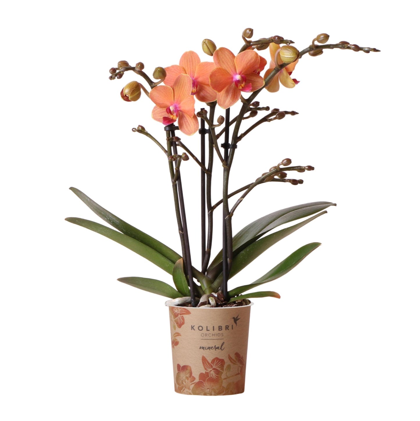 Giulia (Phalaenopsis Mineral Bolzano)