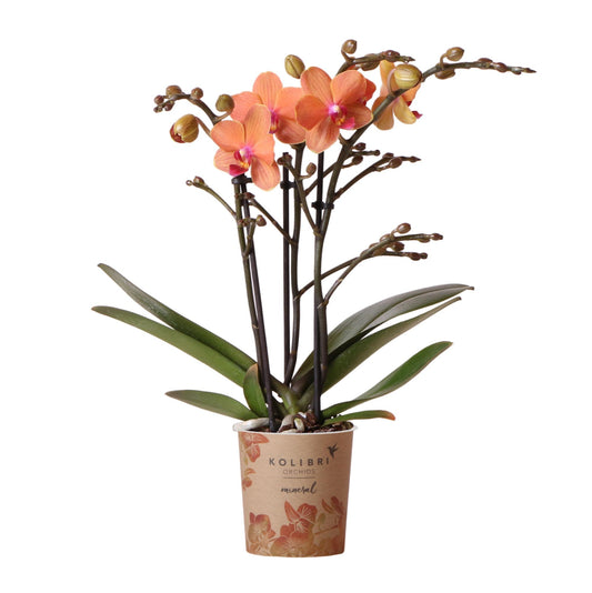 Giulia (Phalaenopsis Mineral Bolzano)