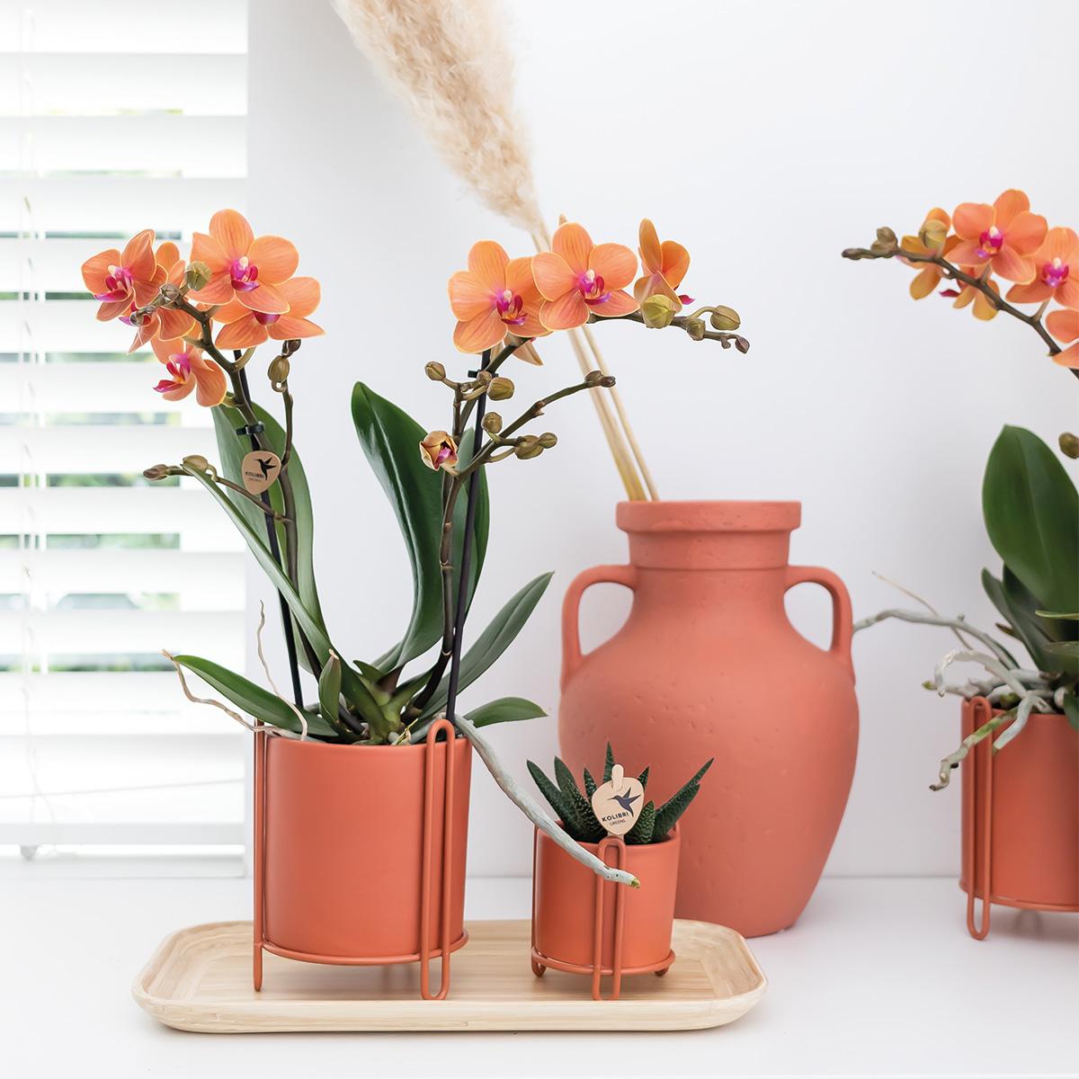Giulia (Phalaenopsis Mineral Bolzano)