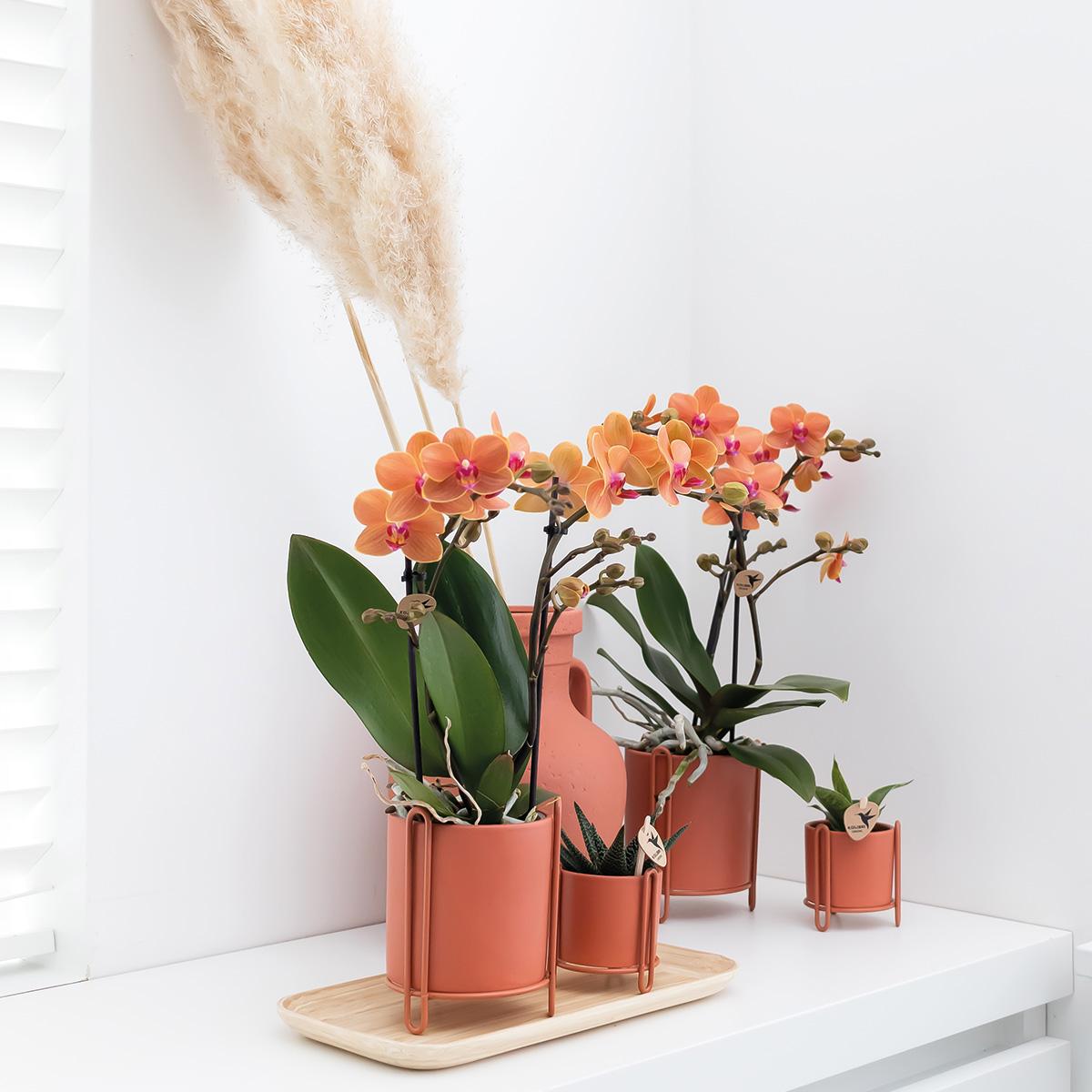 Giulia (Phalaenopsis Mineral Bolzano)