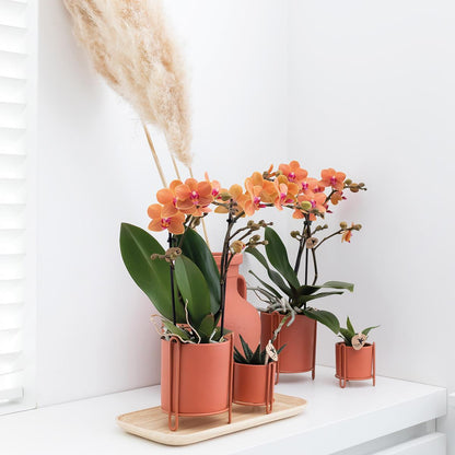 Giulia (Phalaenopsis Mineral Bolzano)