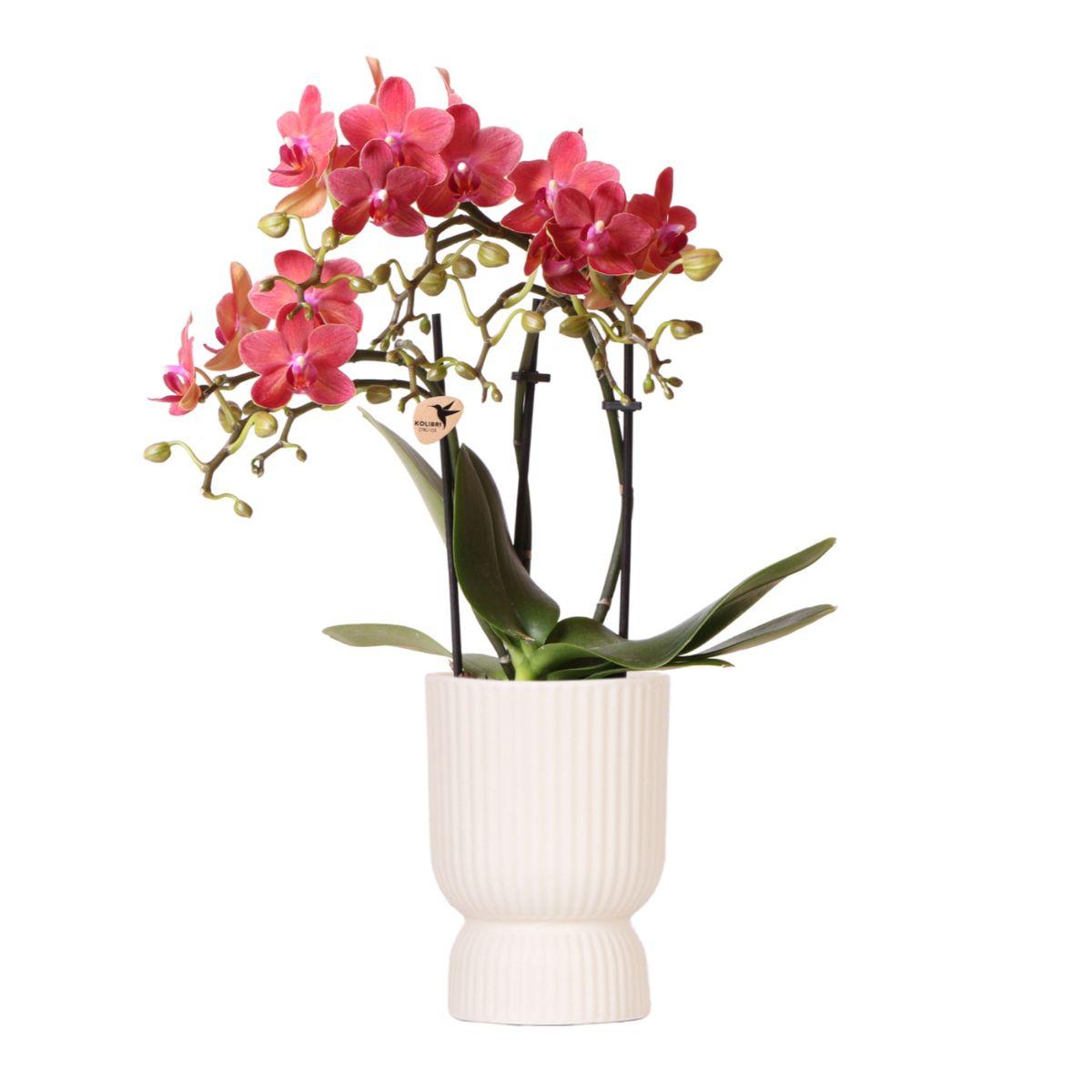 Zola mit Diabolo Topf creme