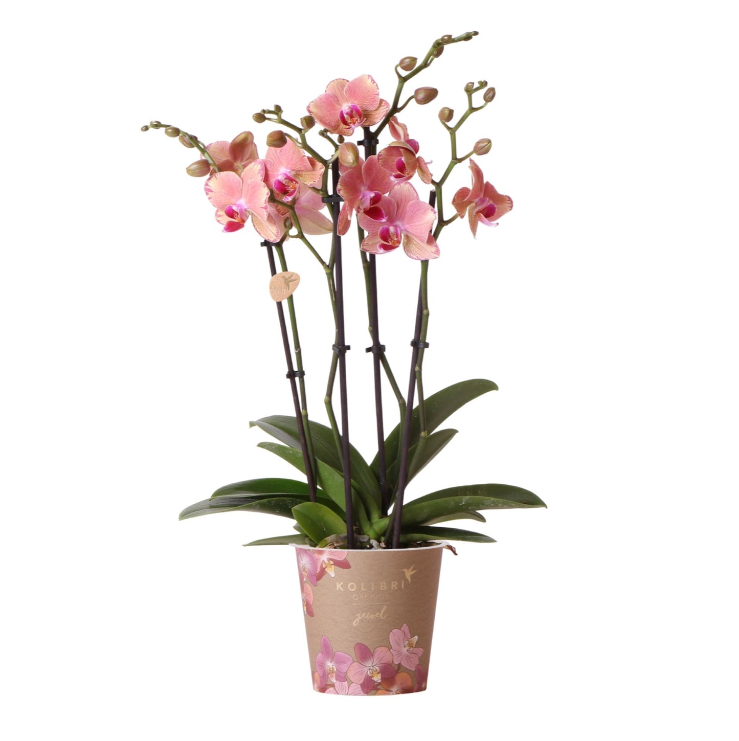 Anne (Phal. Jewel Pirate Picotee)
