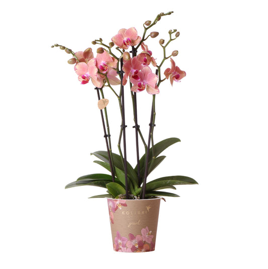 Anne (Phal. Jewel Pirate Picotee)