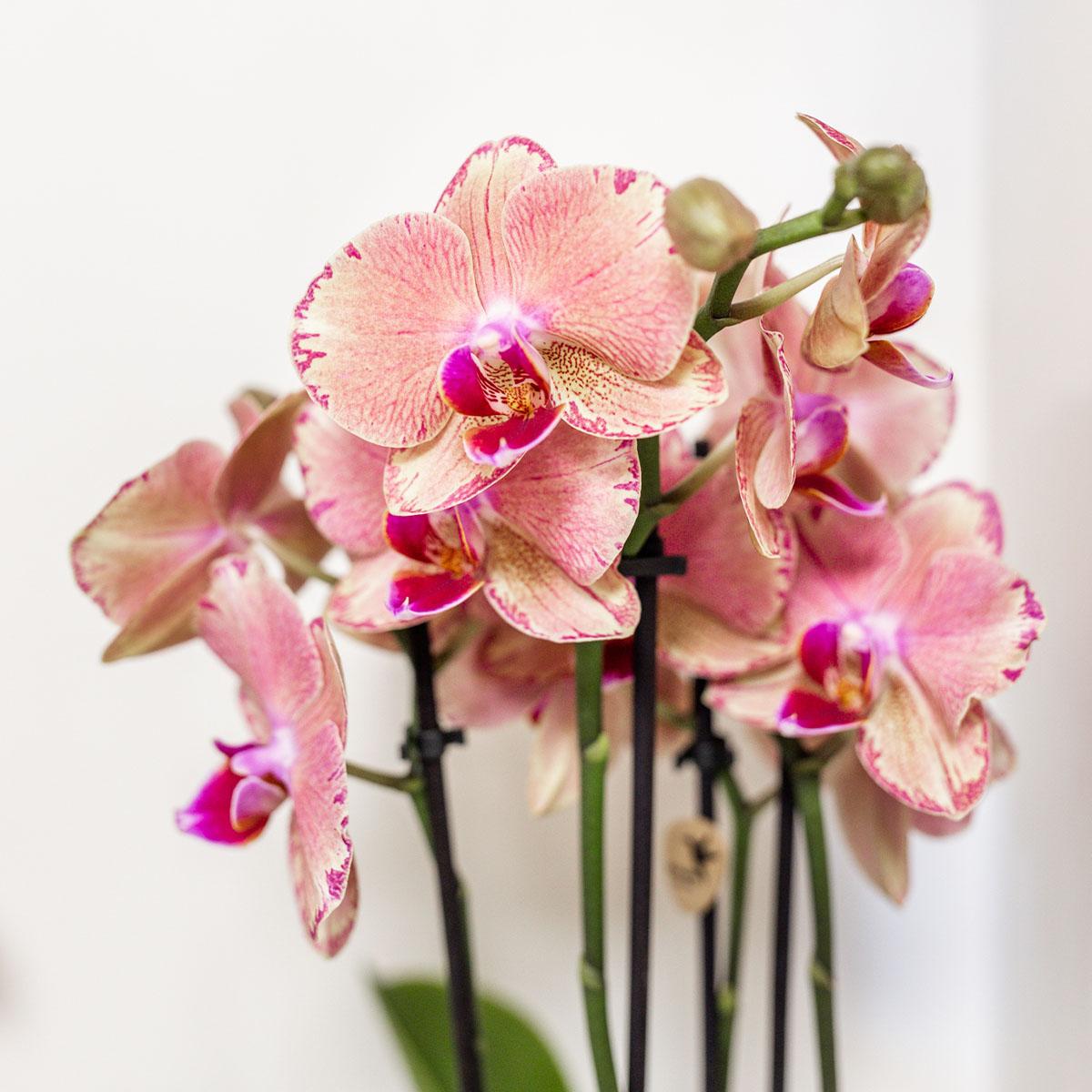 Anne (Phal. Jewel Pirate Picotee)