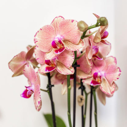 Anne (Phal. Jewel Pirate Picotee)