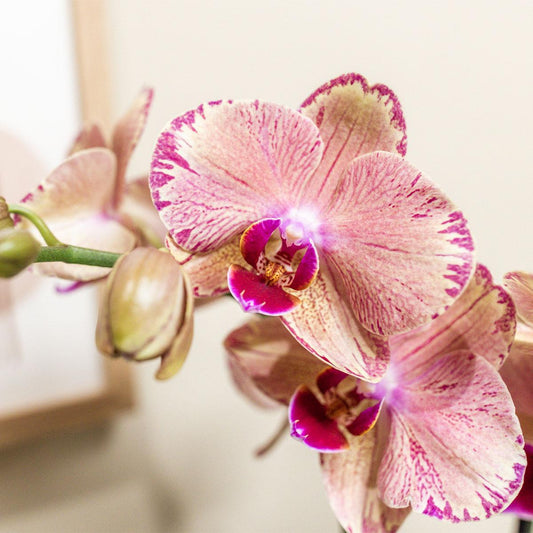 Anne (Phal. Jewel Pirate Picotee)