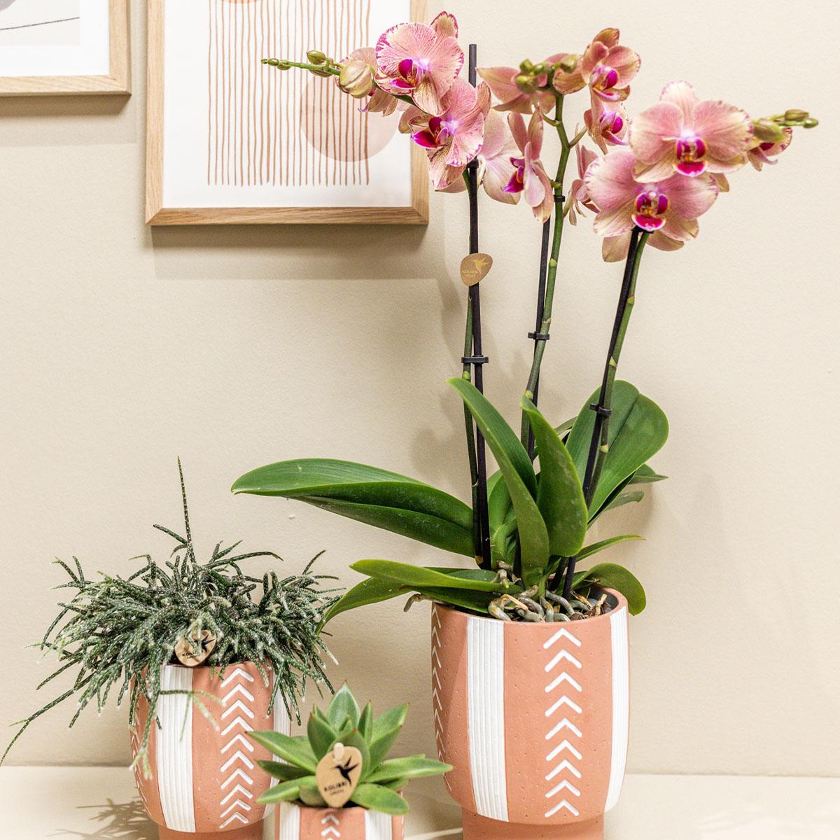 Anne (Phal. Jewel Pirate Picotee)