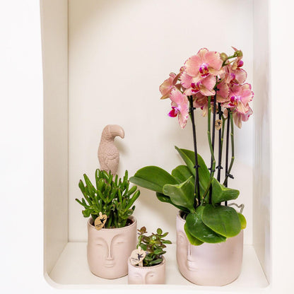 Anne (Phal. Jewel Pirate Picotee)