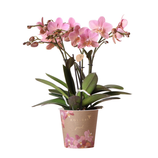 Chiara (Phalaenopsis Jewel Treviso)