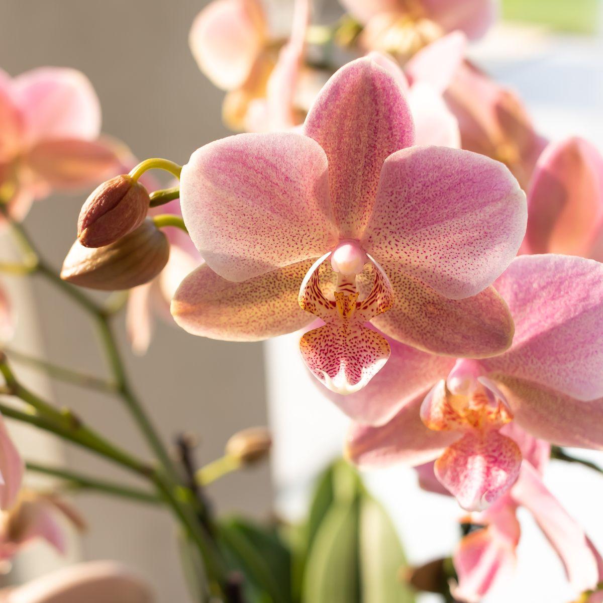 Chiara (Phalaenopsis Jewel Treviso)