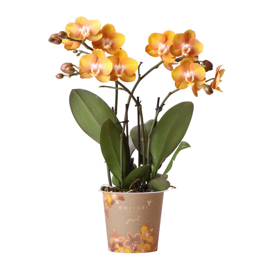Aurelia (Phalaenopsis Jewel Las Vegas)
