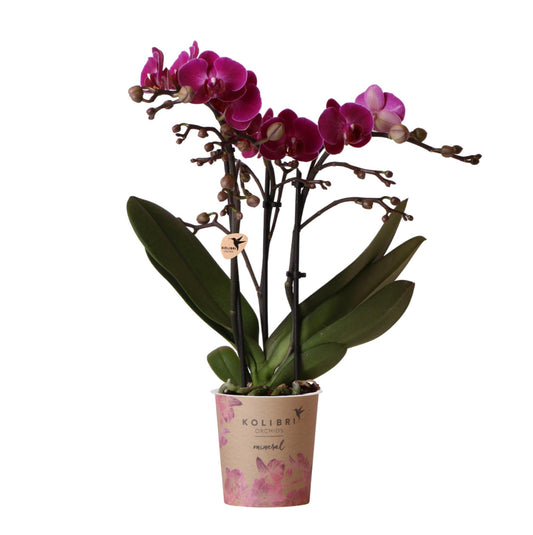 Valeria (Phalaenopsis Morelia)