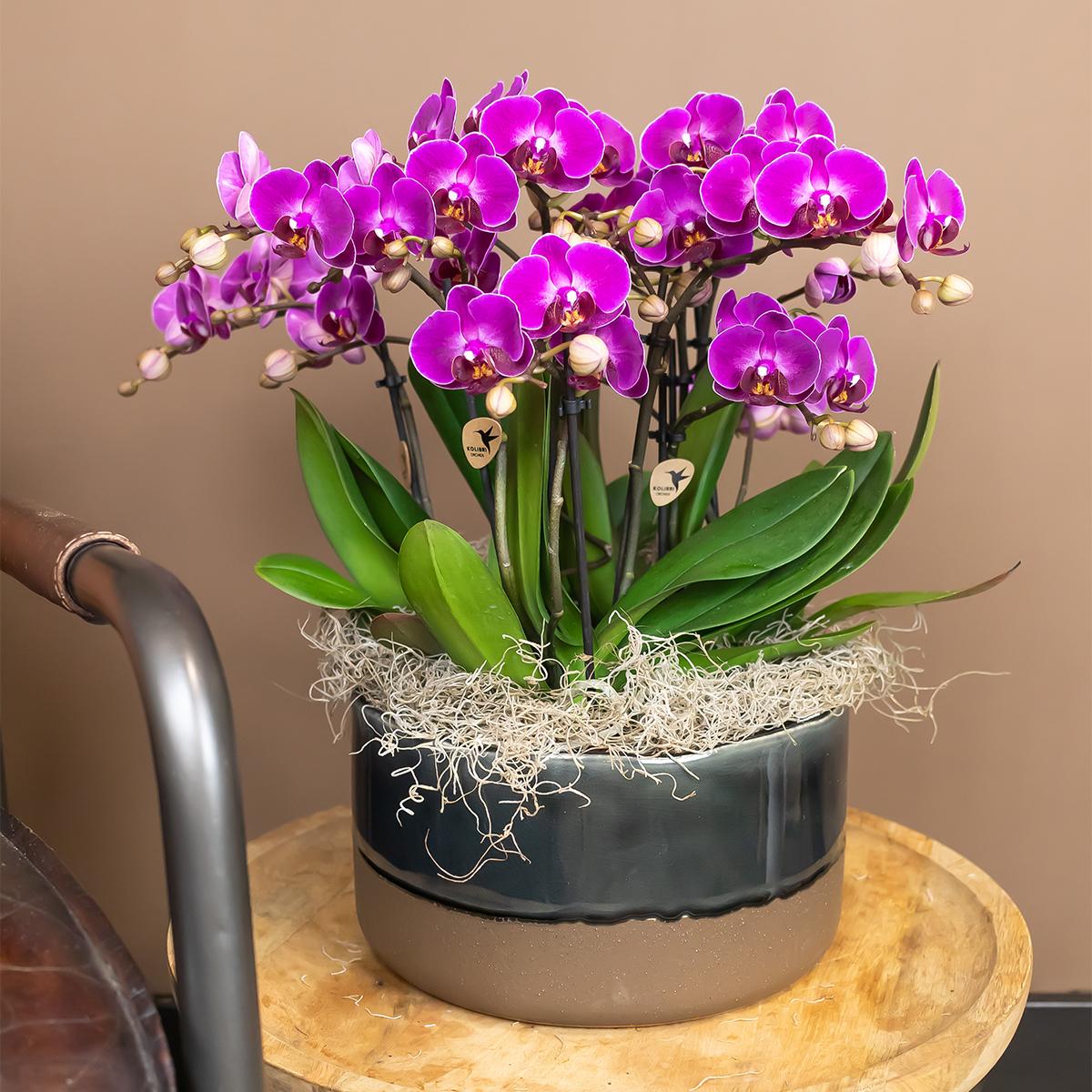 Valeria (Phalaenopsis Morelia)