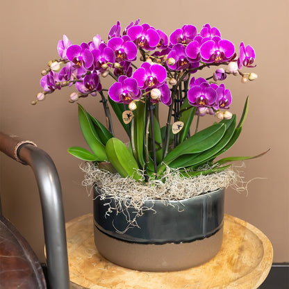 Valeria (Phalaenopsis Morelia)