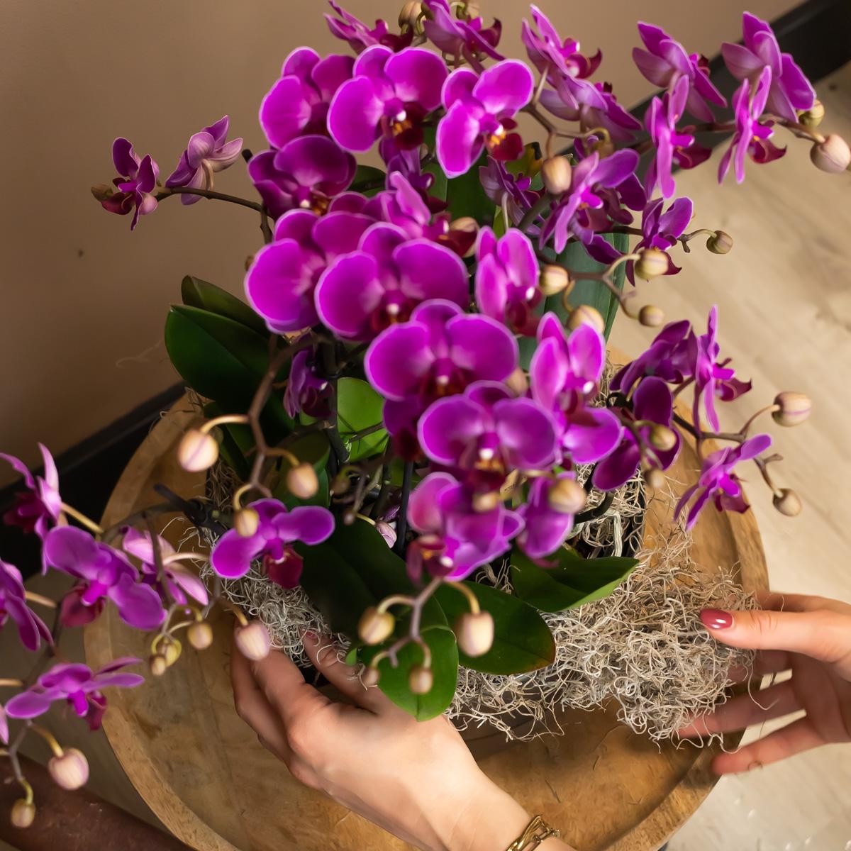 Valeria (Phalaenopsis Morelia)