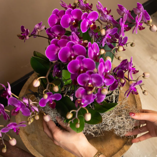 Valeria (Phalaenopsis Morelia)