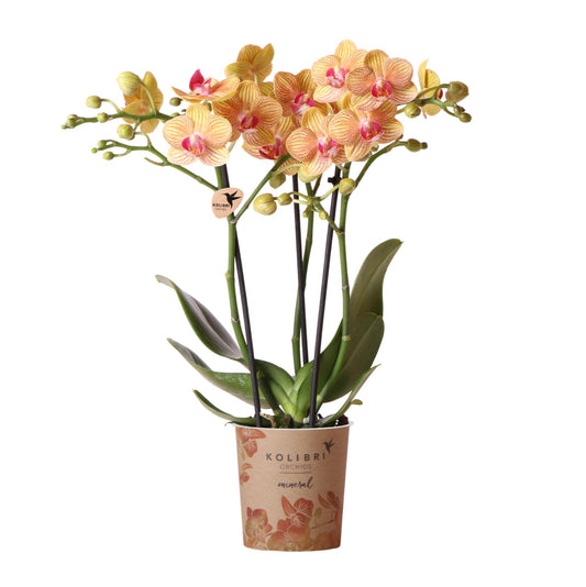 Latoya (Phalaenopsis Jamaica)