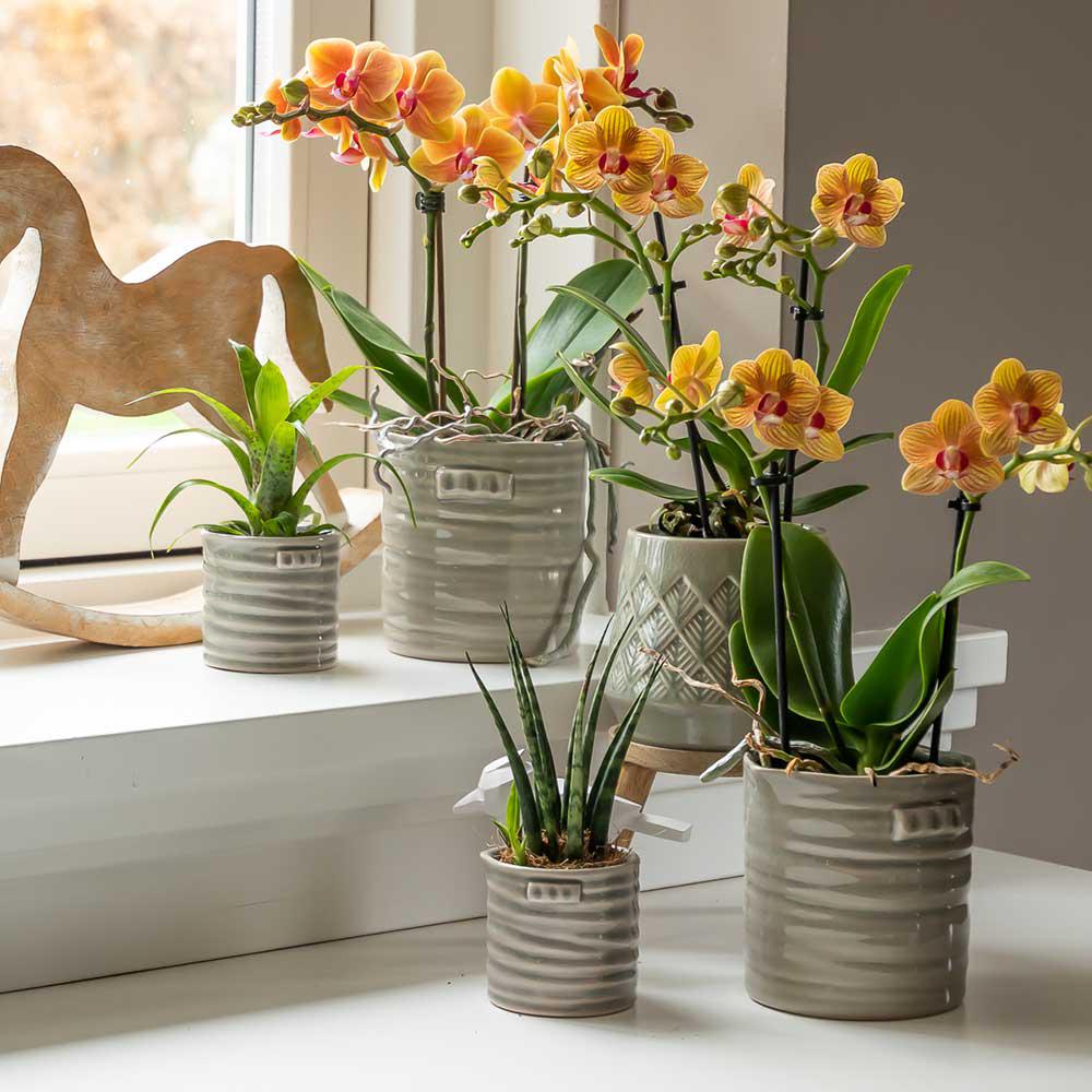 Latoya (Phalaenopsis Jamaica)