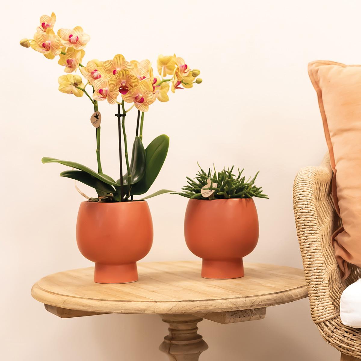 Latoya (Phalaenopsis Jamaica)