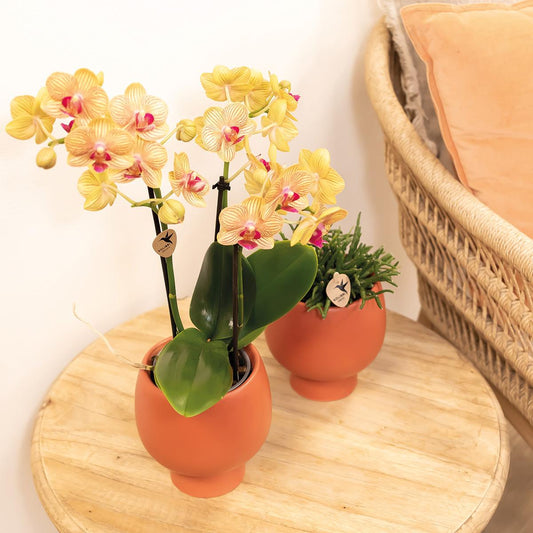 Latoya (Phalaenopsis Jamaica)