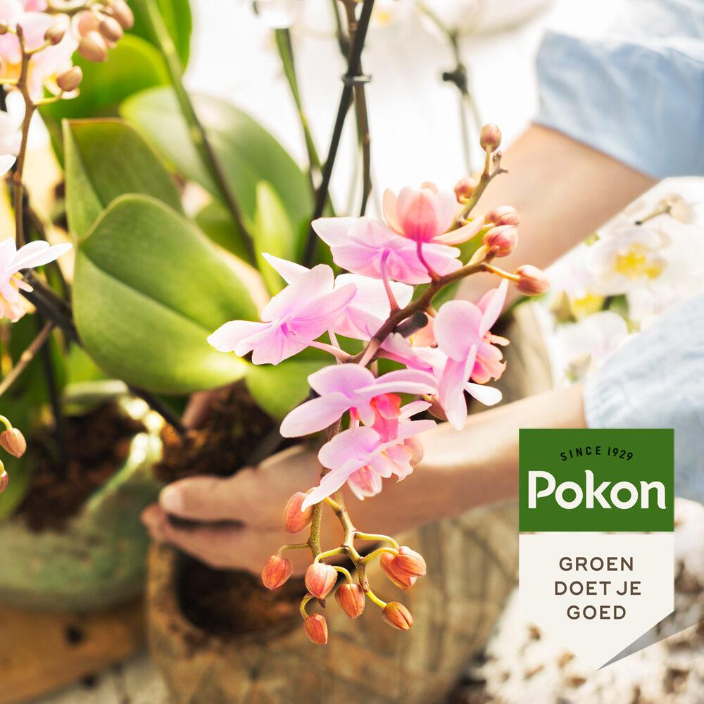 Pokon Bio Orchideennahrung 250 ml