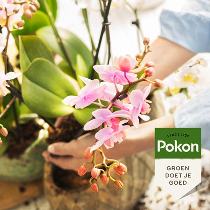 Pokon Powerspray Orchidee 300 ml
