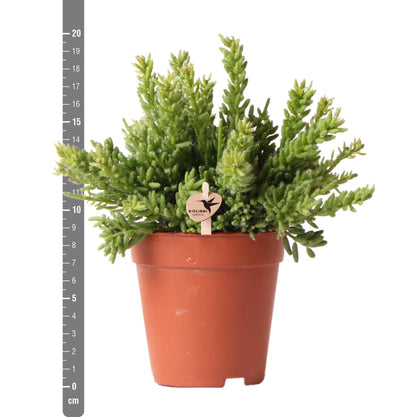 Rhipsalis Mesembryanthemoides