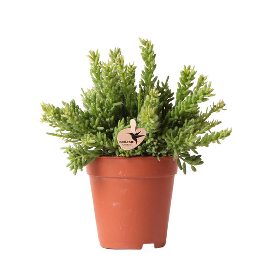 Rhipsalis Mesembryanthemoides