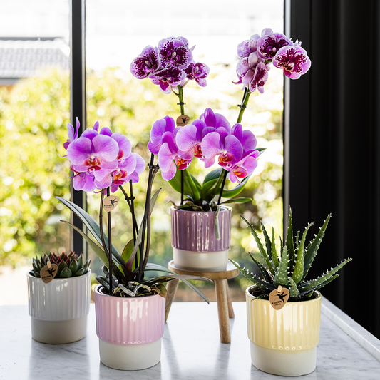 Sara (Phalaenopsis Frederikstad)