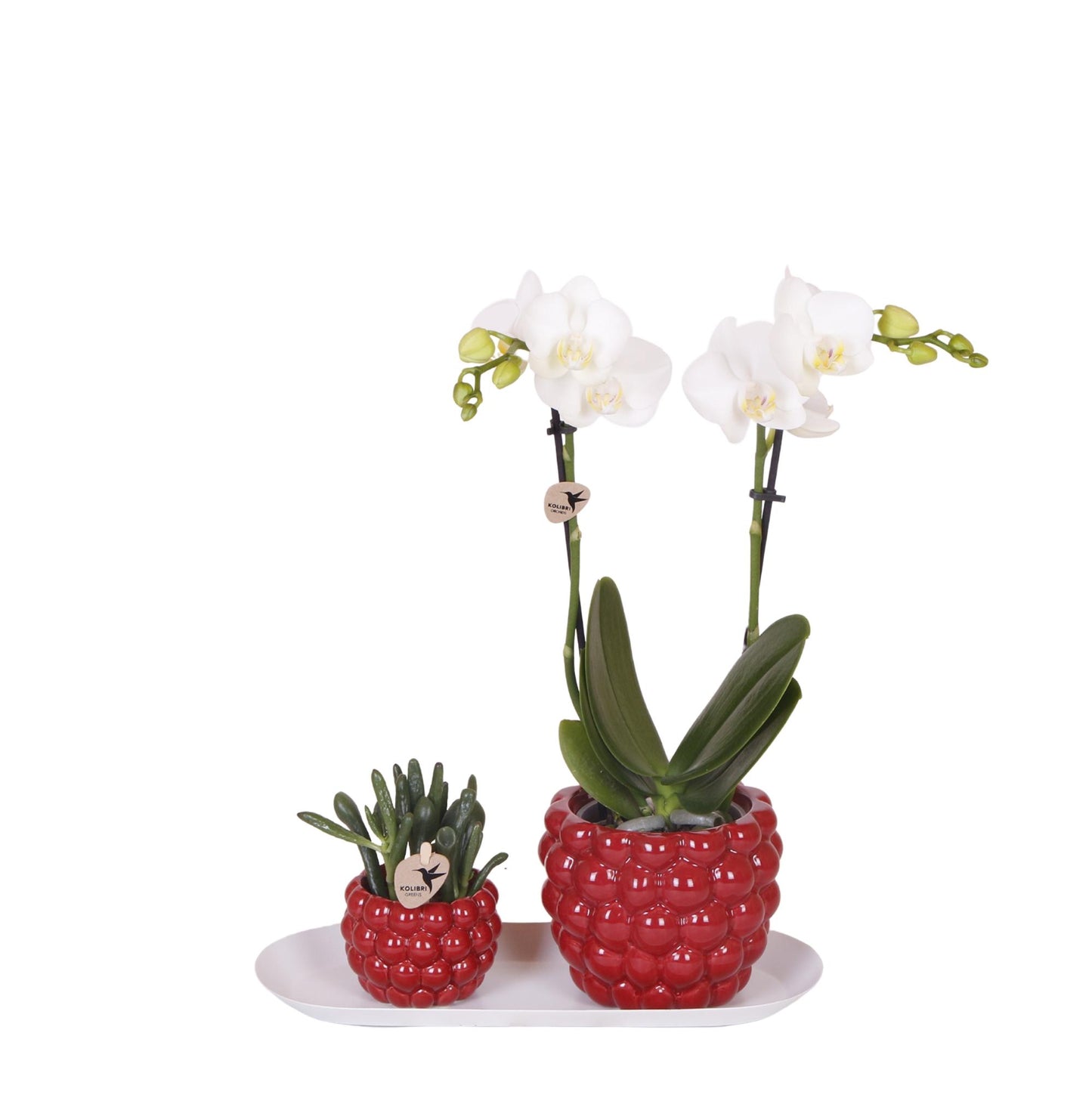 Set weiße Orchidee mit Rhipsalis und Beerentopf