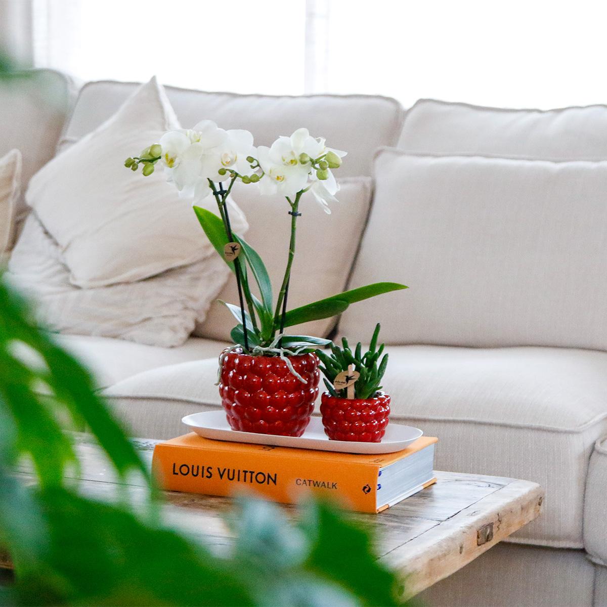 Set weiße Orchidee mit Rhipsalis und Beerentopf