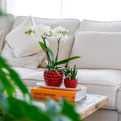 Set weiße Orchidee mit Rhipsalis und Beerentopf