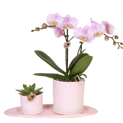 Set Bloom rosa