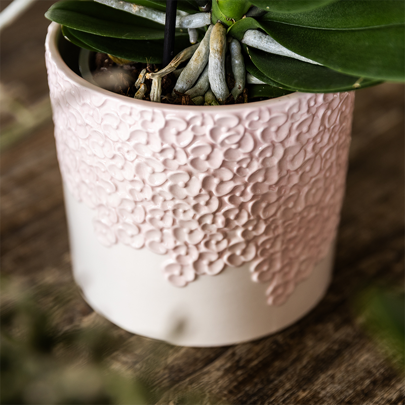 Set Bloom rosa